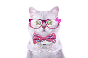 Smart beautiful british cat playing video game console. Funny animals. Trendy cat dressed in beautiful clothes