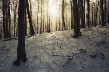 sunset in forest in winter