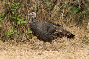 Side view of a wild turkey.