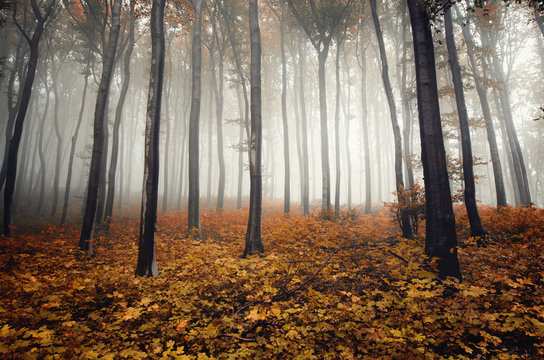 Fototapeta autumn colors in foggy forest
