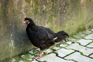 Chicken