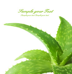 aloe vera fresh leaf.