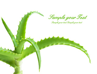 aloe vera fresh leaf.