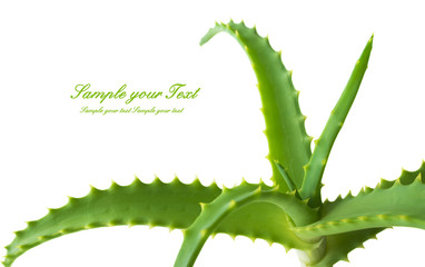 aloe vera fresh leaf.