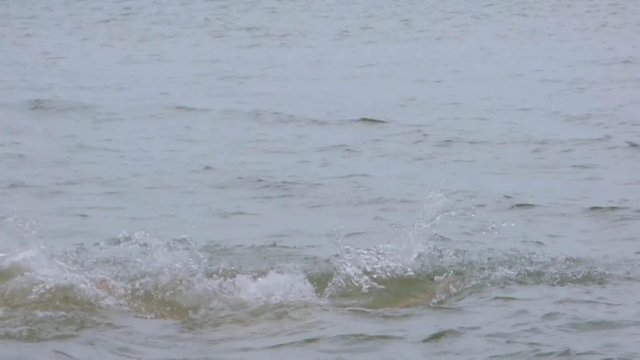 woman falls back into the water