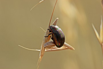 Regenbogen-Blattkäfer (Chrysolina cerealis) mit Heideschnecke (Helicella itala)  © Schmutzler-Schaub