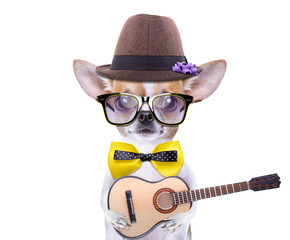 Smart beautiful dog chihuahua with a guitar. Funny animals. Fashionable dog dressed in beautiful clothes. Romantic song for lovers