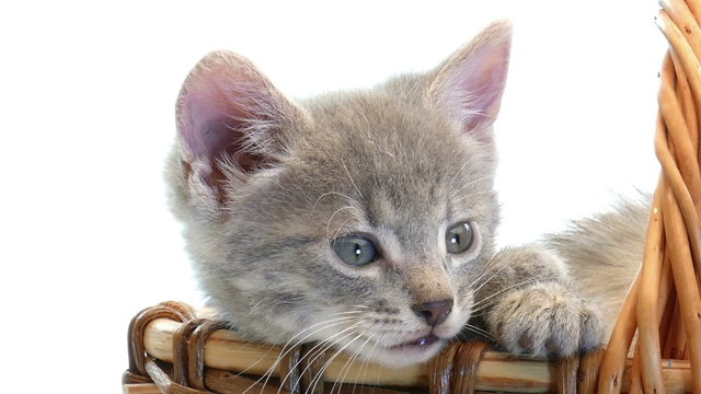 little kittens in a basket