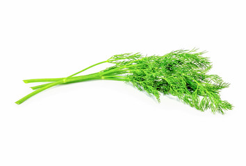 Fresh dill on white background