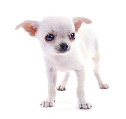 Adorable chihuahua dog isolated on white