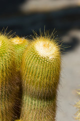 Composition of cactuses