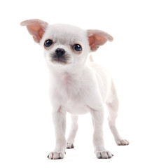Obraz premium Adorable chihuahua dog isolated on white