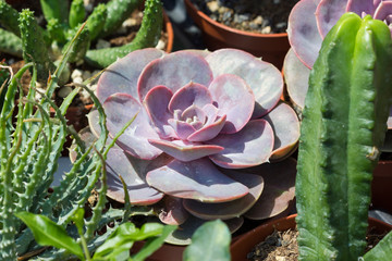 Composition of cactuses