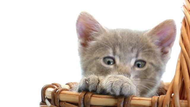 little kittens in a basket