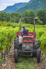 Obraz premium vendanges/tracteur