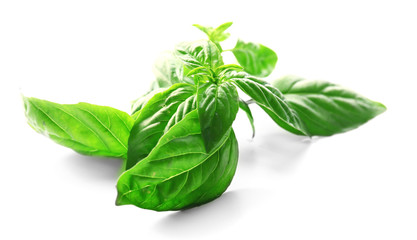 Green fresh basil isolated in white