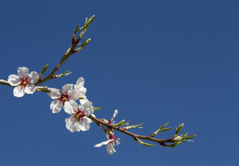 almond flowers