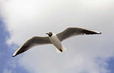Seagull in Kargopol. Russia
