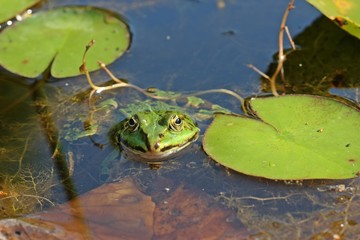 Fototapeta premium Teichfrosch (Pelophylax esculentus) zwischen Seerosenblättern 