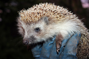Hedgehog in the man's hand