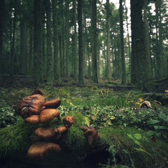 champignons sur une vieille souche