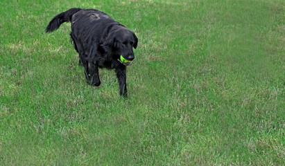 Big black dog with ball over green grass background