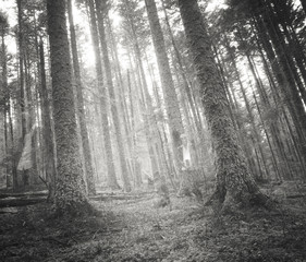 silhouettes fantomatiques en forêt, noir et blanc prononcé