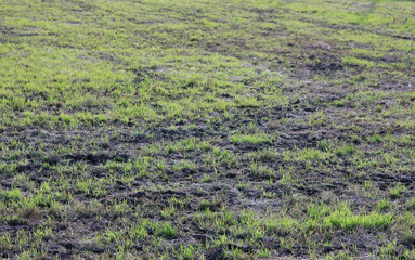 Fresh cut Grass in a Field