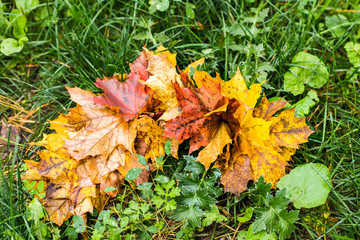  intensely colorful autumn maple leaf