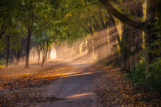 Promienie słońca o pranku w parku © Piotr Gołębniak