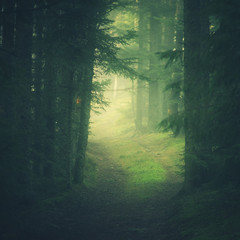 chemin forestier