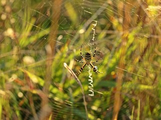 Wespenspinne (Argiope bruennichi) 