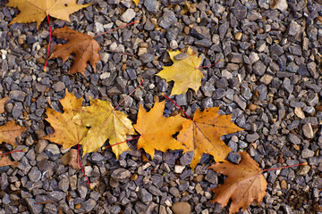 Colorful autumn leaves lying 
