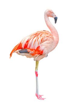 Flamingo isolated