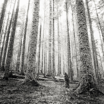 Fototapeta forêt, noir et blanc très contrasté