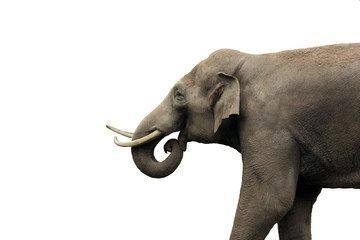 Obraz premium asian elephant