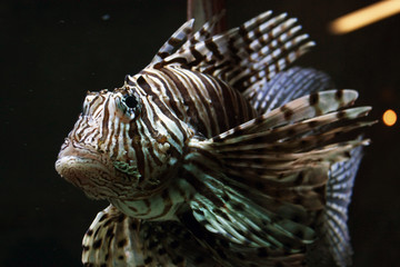 lionfish (zebra fish)