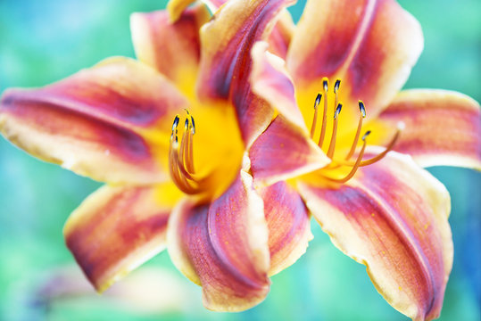 Two colorful lily flowers