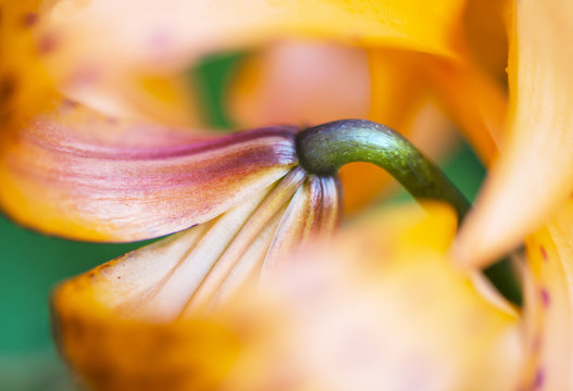 Close up view on lilli flower from the back