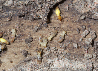 termite nests