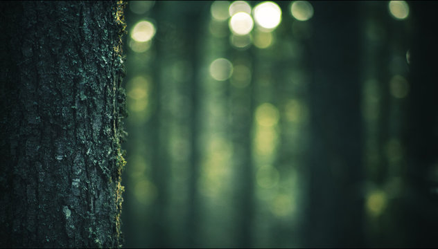 Fototapeta tronc d'arbre, gros plan et arrière-plan flou