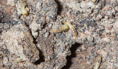 termite nests