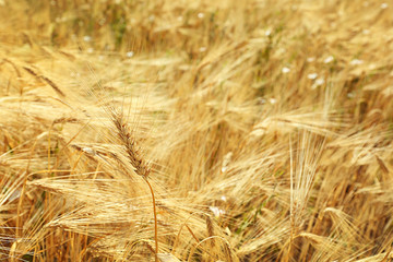 Beautiful summer field