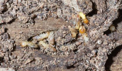termite nests