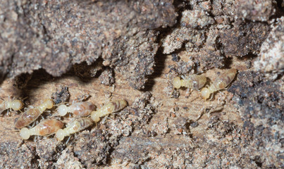 termite nests