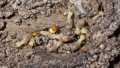 termite nests