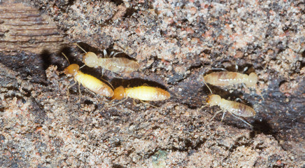 termite nests