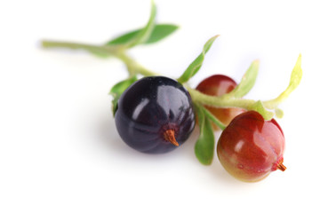 Black currant isolated on white