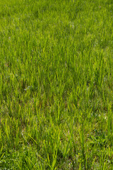 Textura o Fondo de Hierba verde natural en pradera