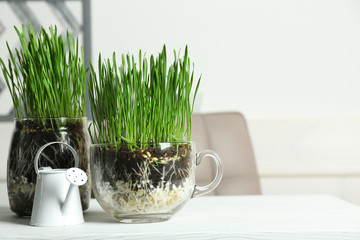 Transparent pots with fresh green grass on table